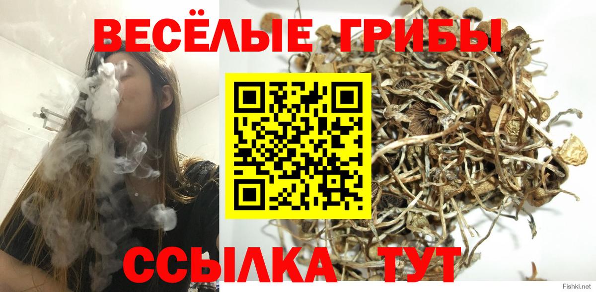 Галлюциногенные грибы Psilocybine cubensis Сургут